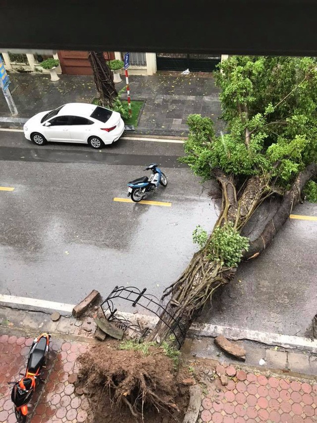 Xót xa nhiều ô tô bị cây đổ đè bẹp trong cơn bão 1a