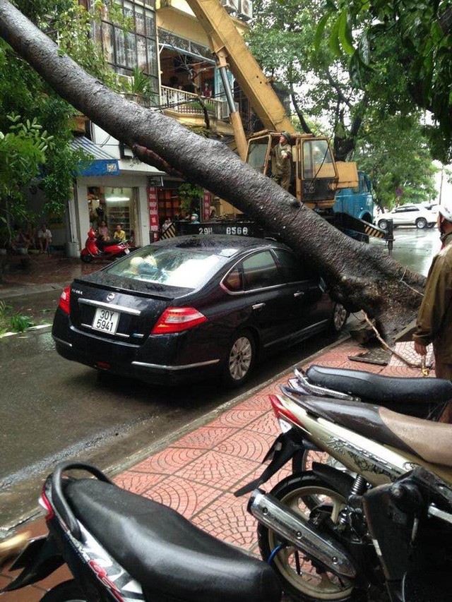 Xót xa nhiều ô tô bị cây đổ đè bẹp trong cơn bão 5a